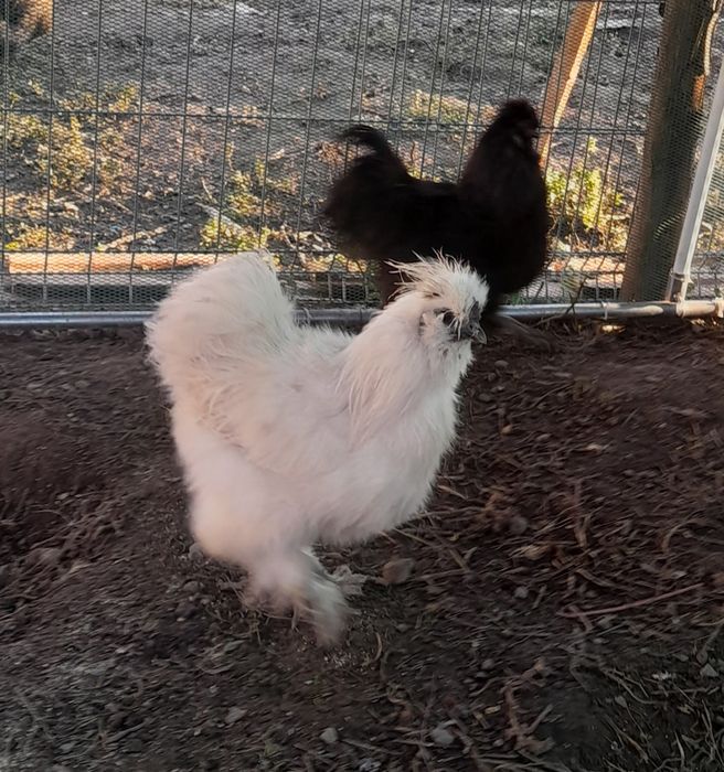 Vând 2 cocosi matase japoneza