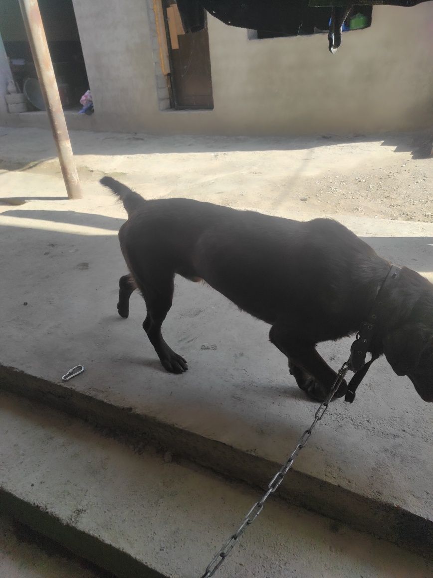 Labrador retriever