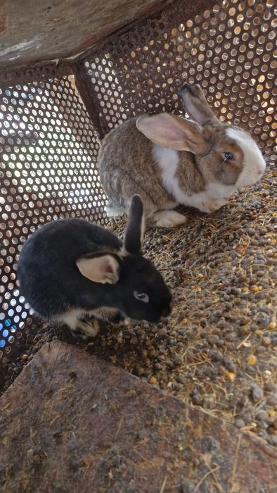 Vând 2 iepuri de casa