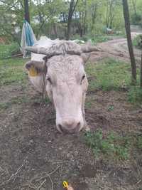 Vând Vacă Românească