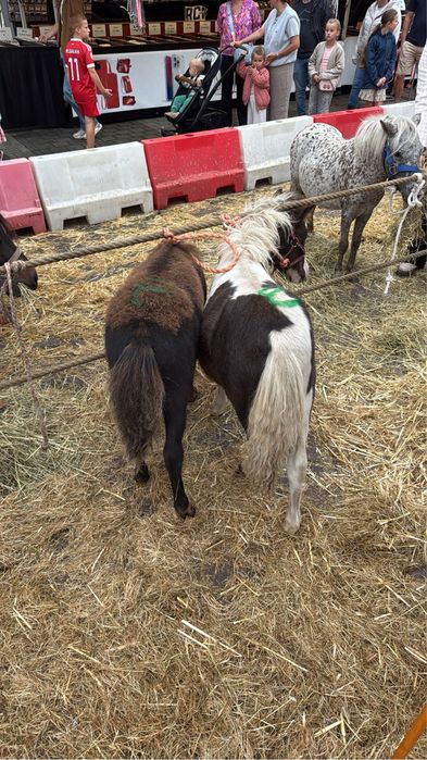 Vand pui manz mini ponei in varsta de 6 luni mini shetland