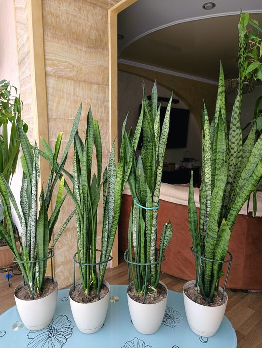 Продам сансевиерию