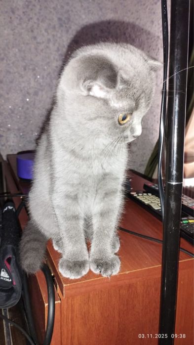 Котенок 2 месяца полных