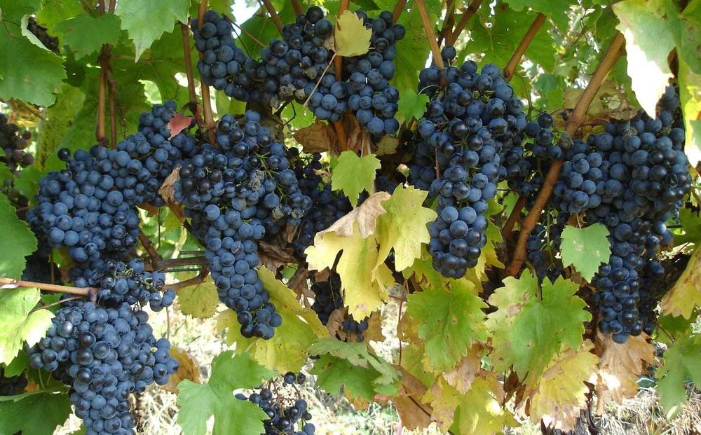 Struguri de vin adusi acasa diverse soiuri albi-negri, pret producator