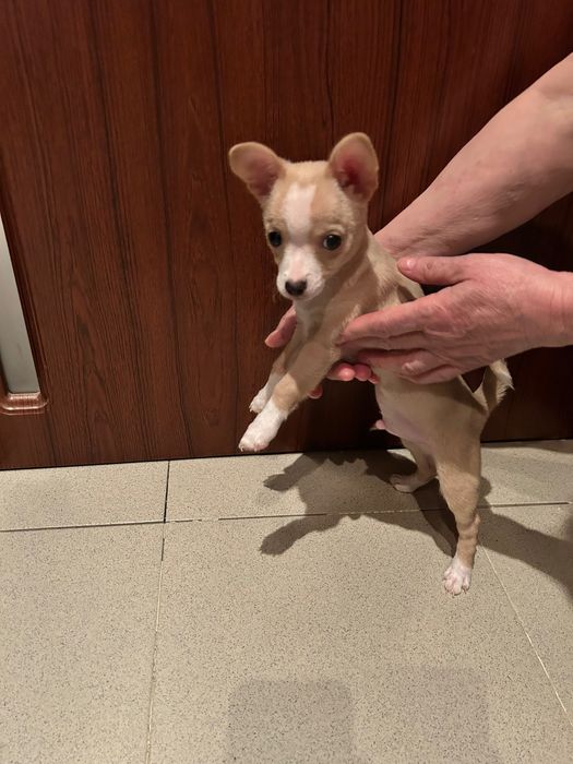 Мини  чихопинчер