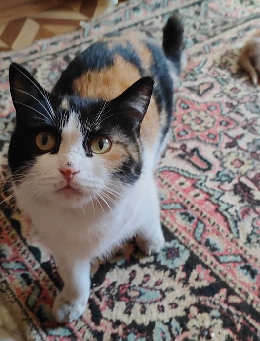 Просто Кошка, которая прошла через предательство человека!