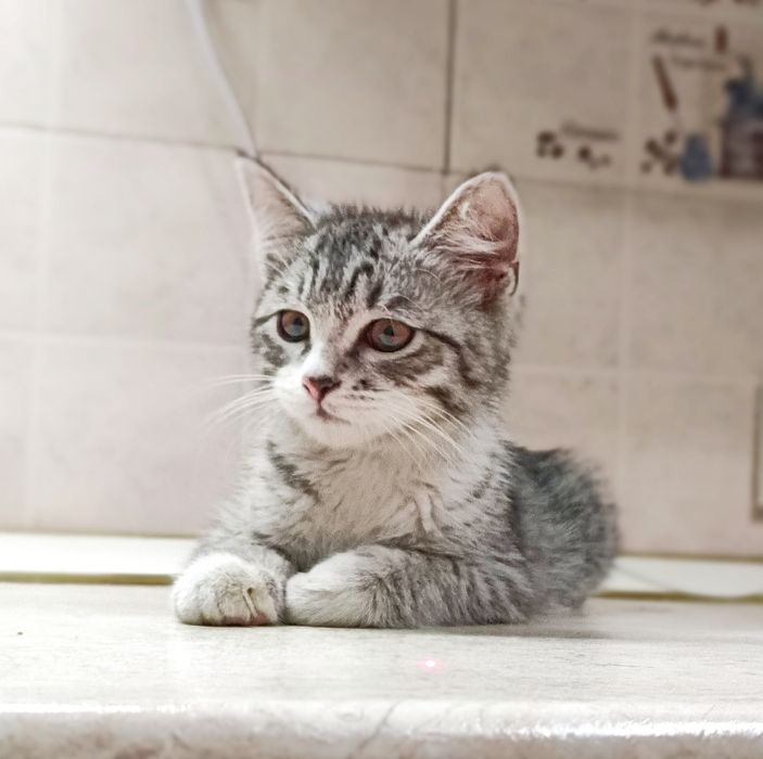 Добрый игривый котенок ищет дом, мальчик, 3 мес