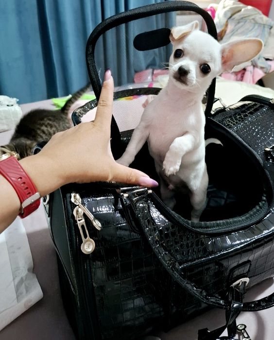 Chihuahua Mini Toy mascul 5 luni vaccinat carnet sănătate