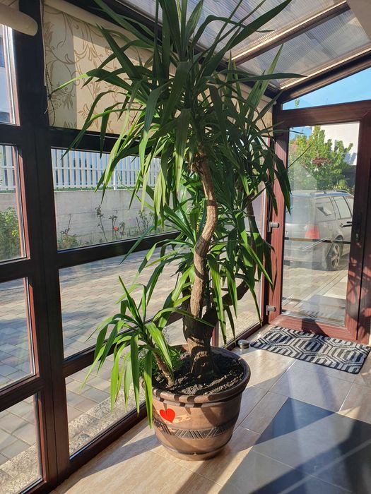 Yucca, planta decorativa impresionanta, deosebita, cu ghiveci elegant