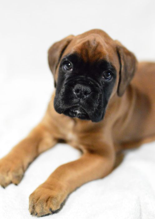 Pui Boxer cu Pedigree