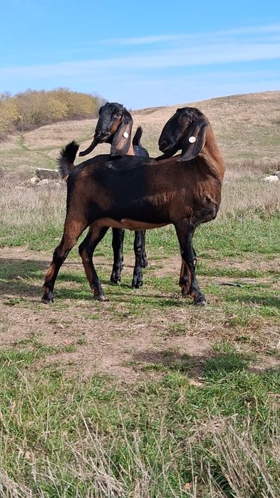 Vând 2capre Anglo Nubiene cu Pedigree