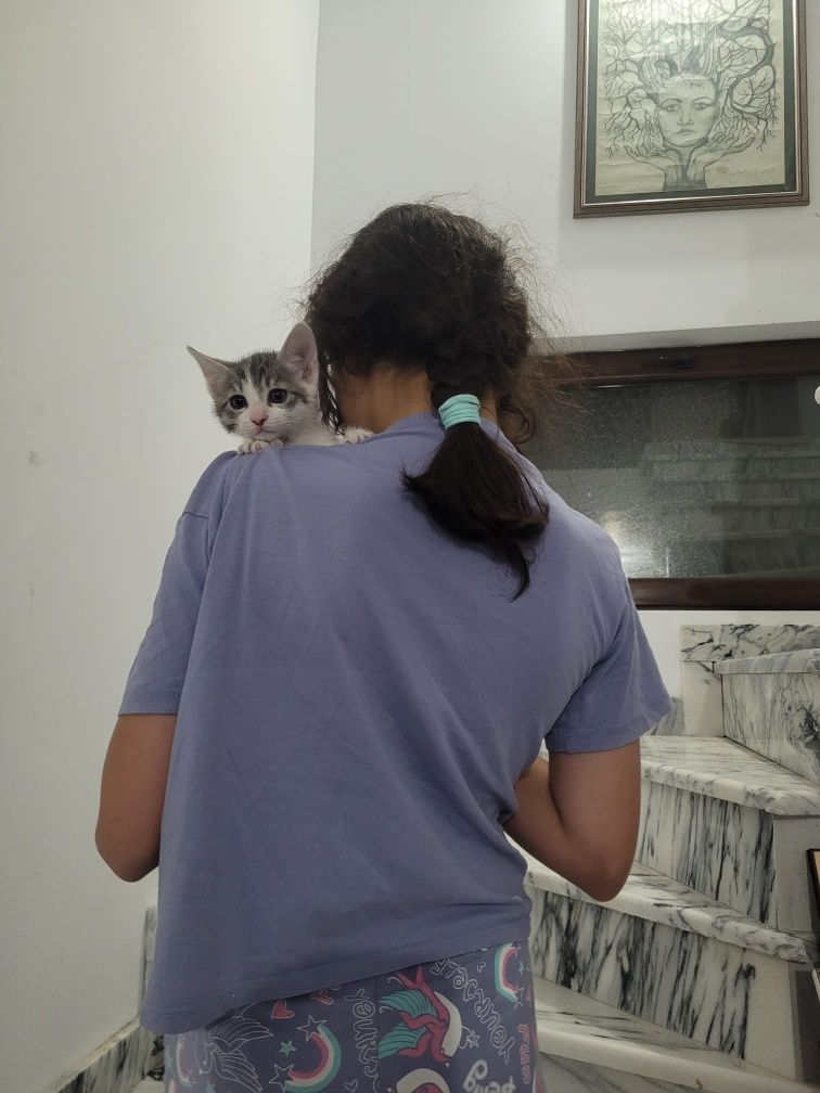 Pisicute spre adoptie