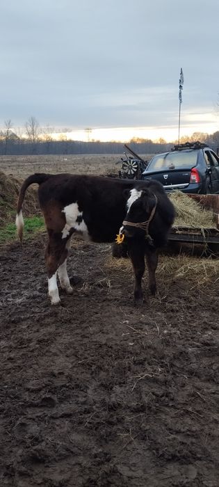 Vând vițea din montă artificiala.