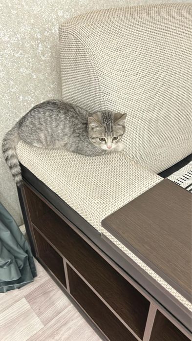 Отдам котенка девочка