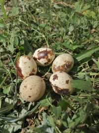 Oua de prepelita pentru incubat și consum