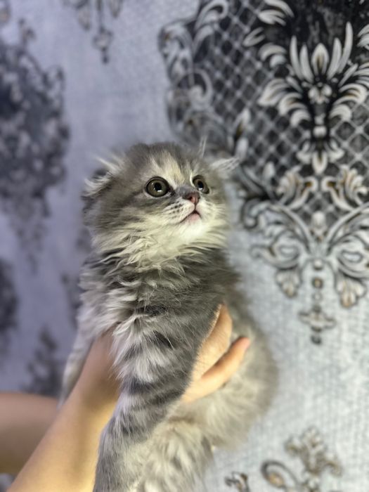 Skottish fold mushukcha sotiladi