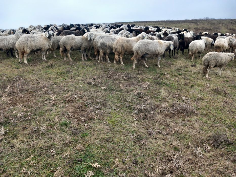 Vând oi karakul de Botosani