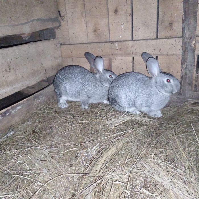 Продам кролих 5 месяцев