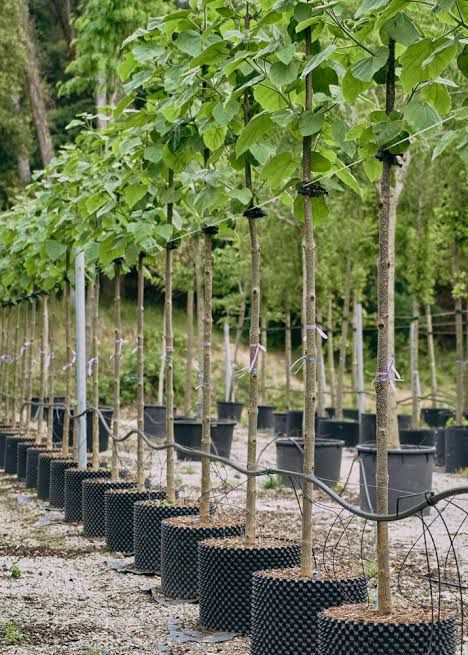 Paulownia Tomentosa(Arborele Prințesei)