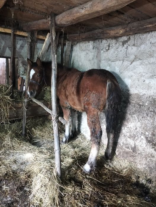 Mânz de 5 luni de vânzare