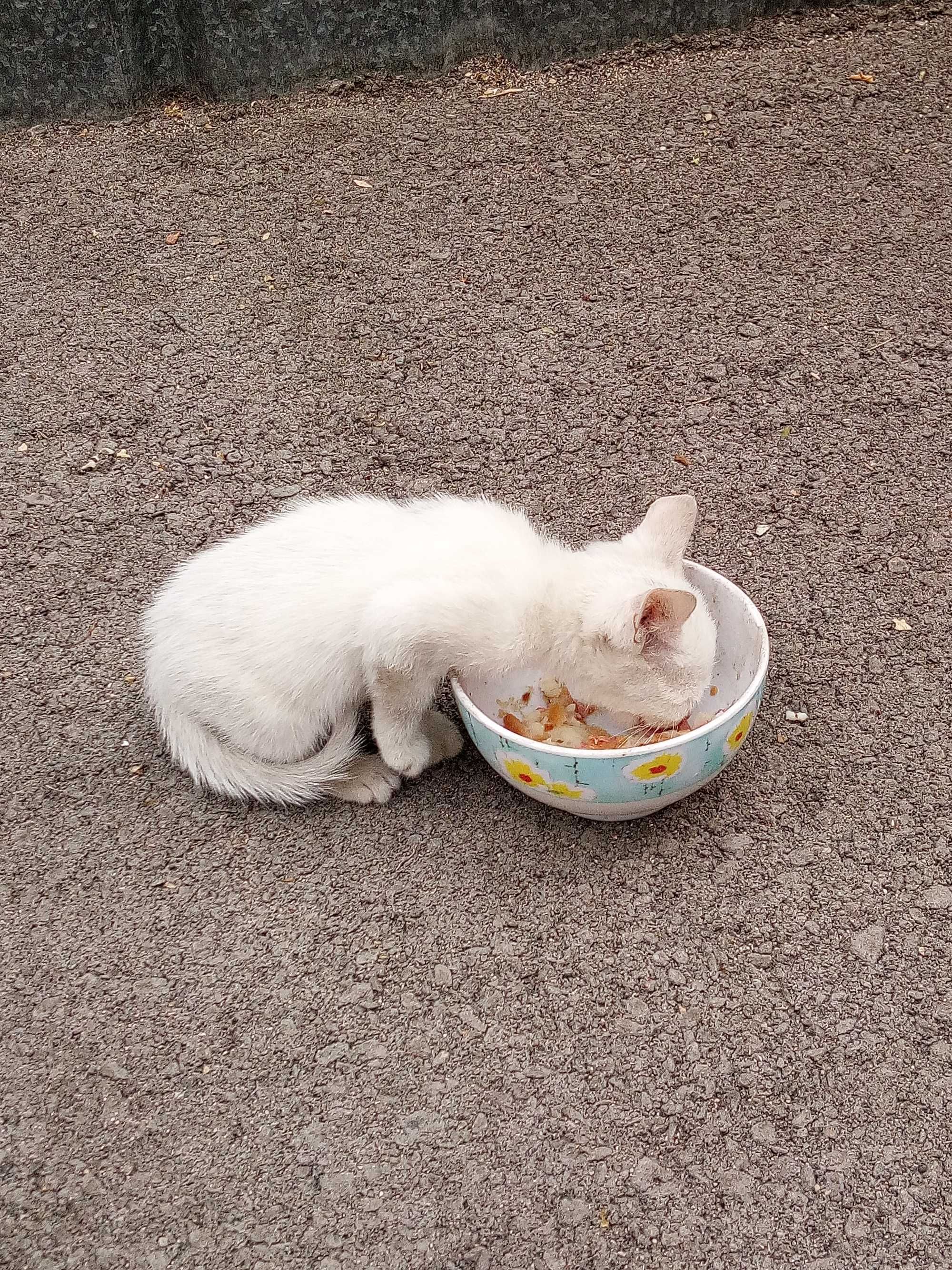 Бесплатно котята