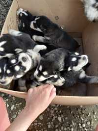 Cățeluși husky siberian 7 băieți și 2 fetițe disponibili