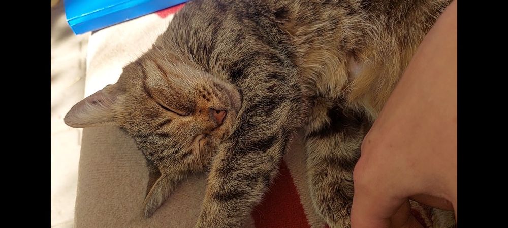 Кошка ищет любящую семью и дом