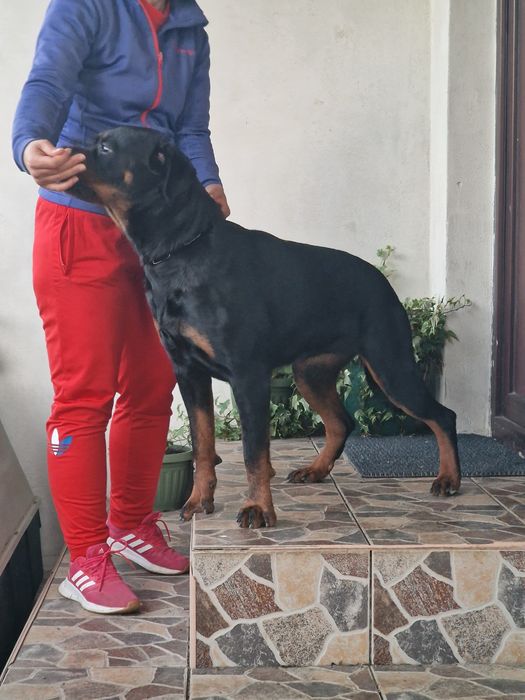 Femelă Rottweiler cu pedigree