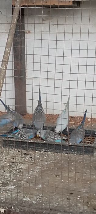 Сотилади.Тутикушлар.Нархи 65000 сум.