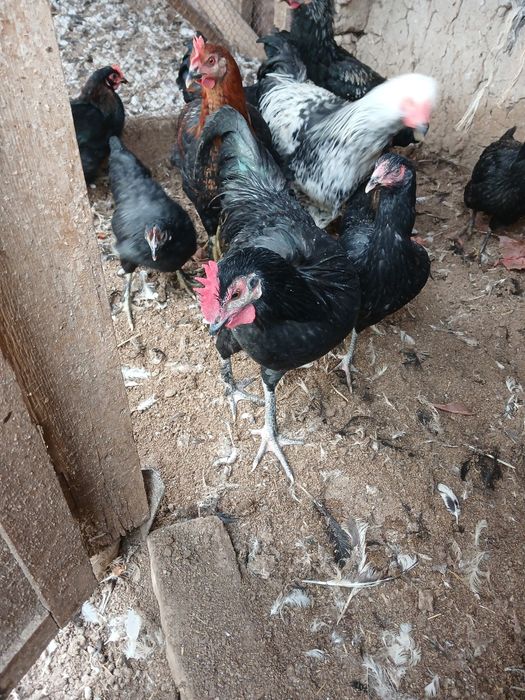 Joja xorozlar xali qichqirmagan sotiladi