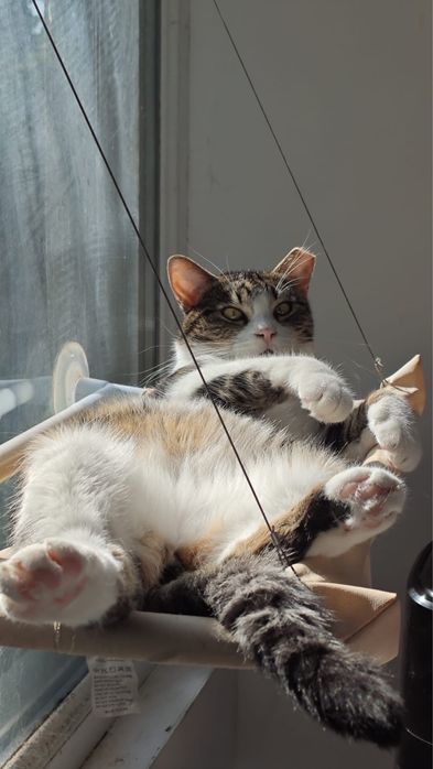 Adopție – Două pisici minunate își caută o nouă casă!