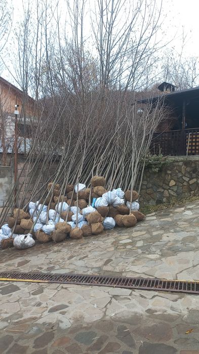 Plante decorative pentru o grădină de vis livrare gratuită