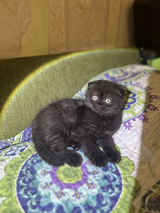 Продам элитного котенка