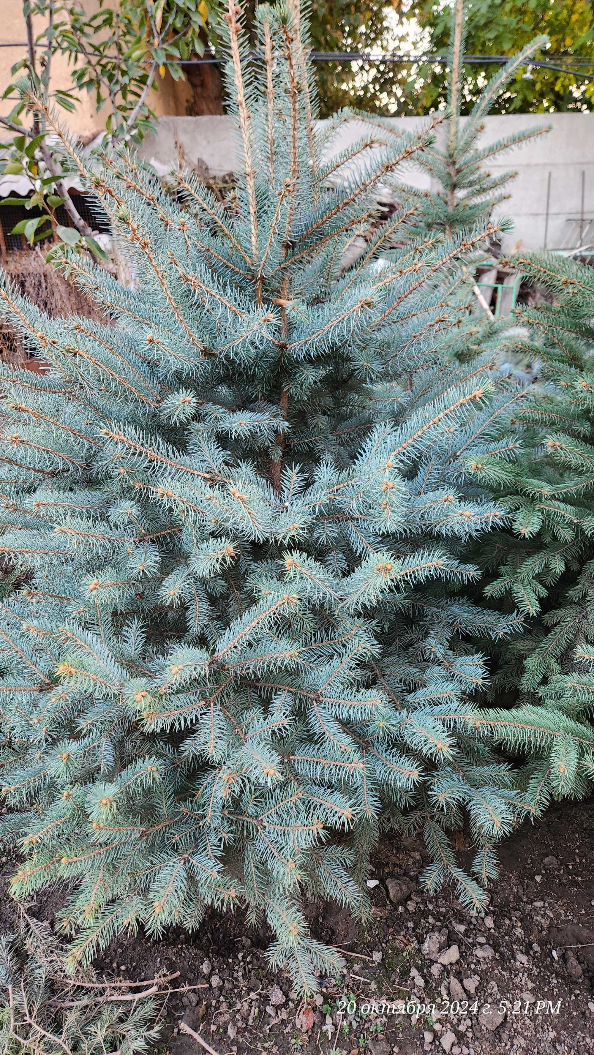 Элегантное дерево для вашего сада — Голубая ель Picea Pungens Glauca!