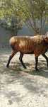 35 kgli quy arzon narxda