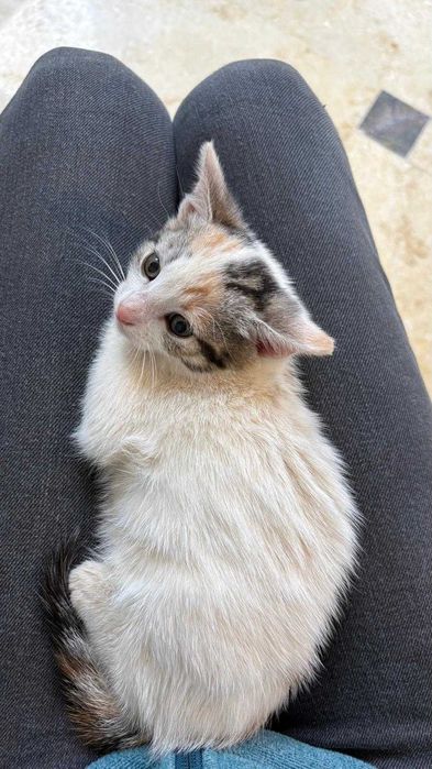 Pui de 5-6 saptamani pentru adoptie
