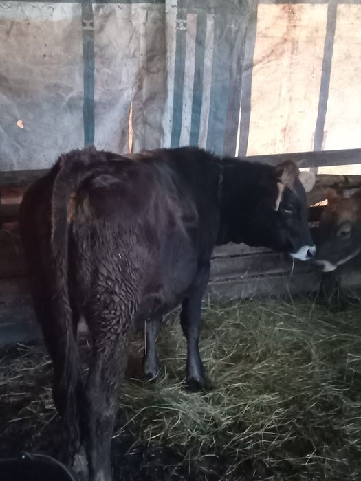 Vând doua vitele  brune