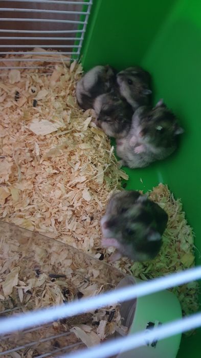 Vand hamsteri pitici