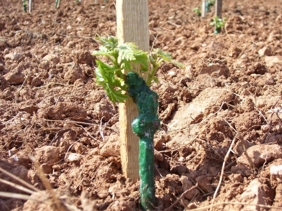 Vând Butasi vita de vie