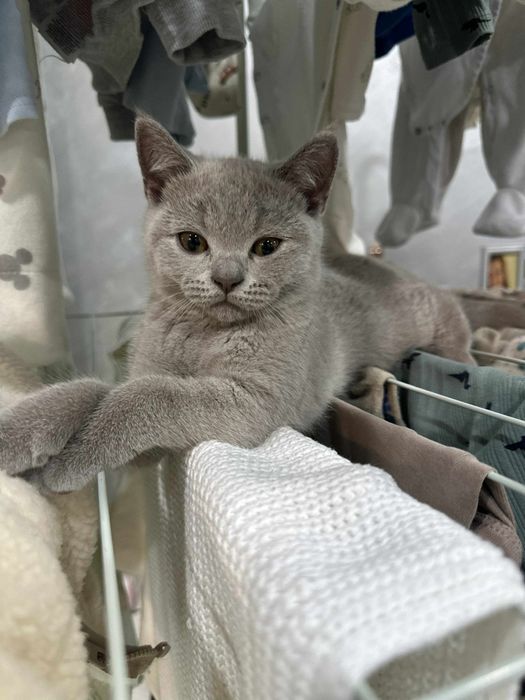 Шотландско правоухо котенце