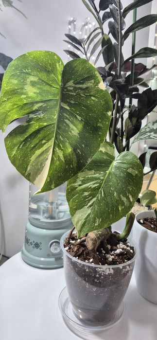 Monstera Thai Constallation/plante apartament/philodendron