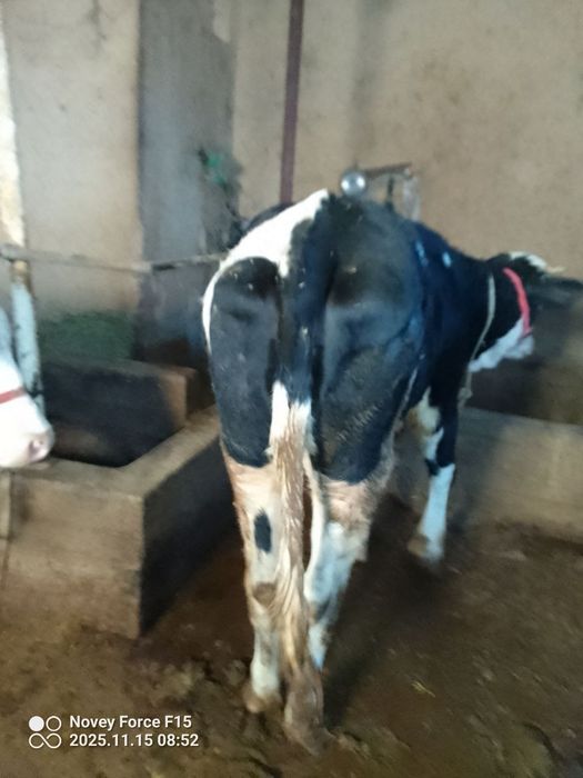 Qissir qochirishga tayyor