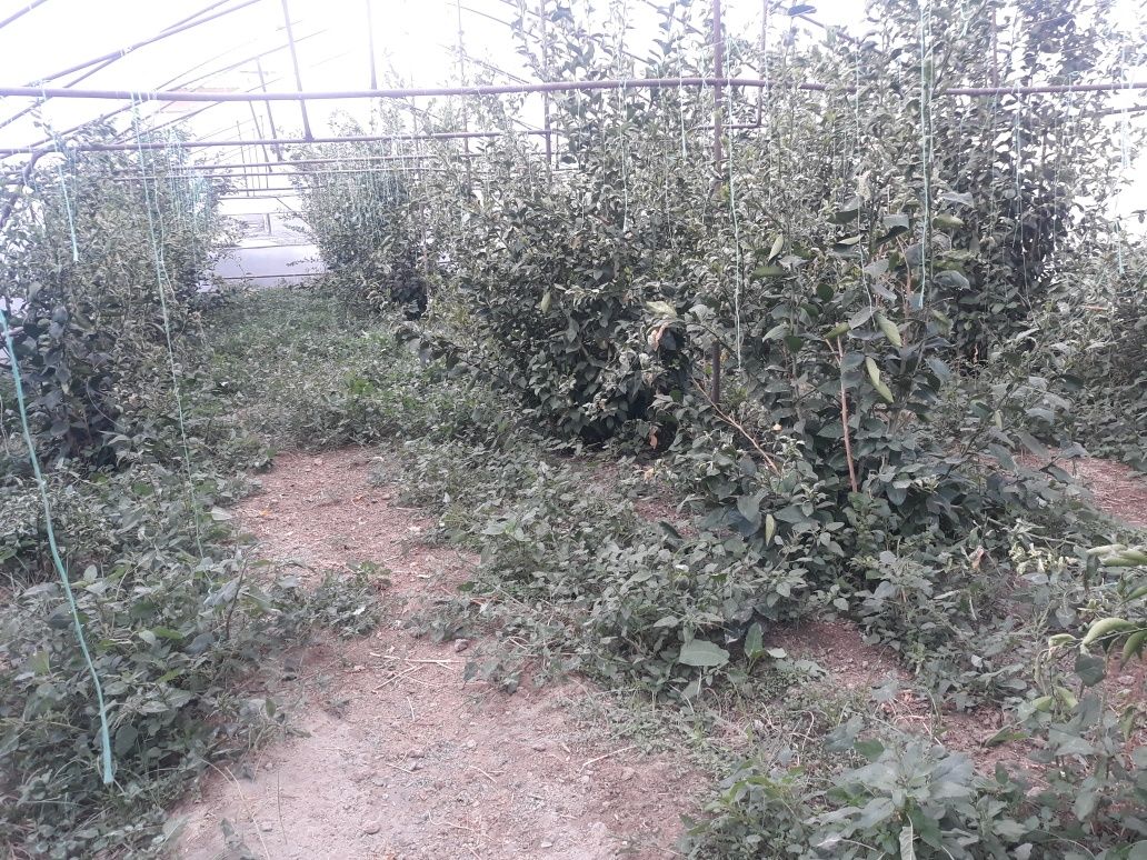 limon daraxti 4 yilik sotiladi 22ta