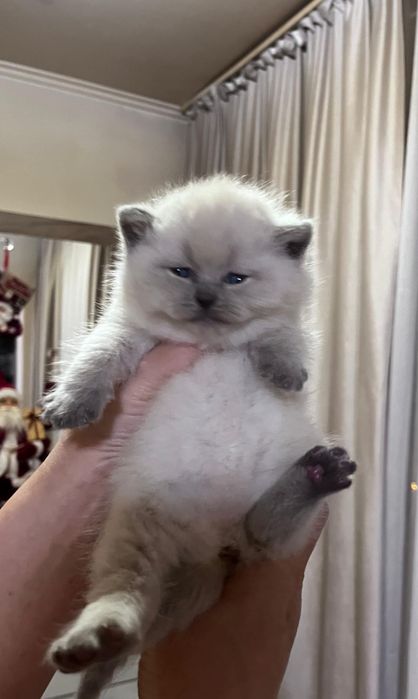 British shorthair colorpoint