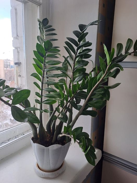 домашнее растение