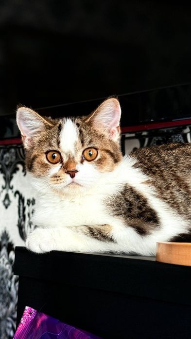 Отдам даром котенка