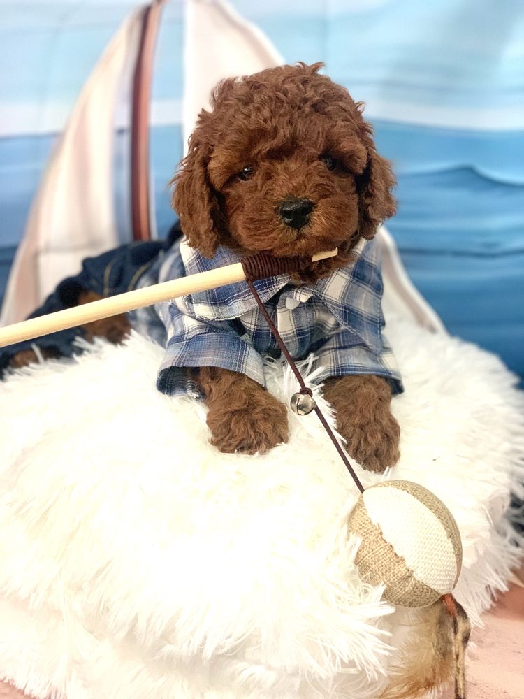 Пудел той Poodle toy “red” с родословие Елитна кръвна линия
