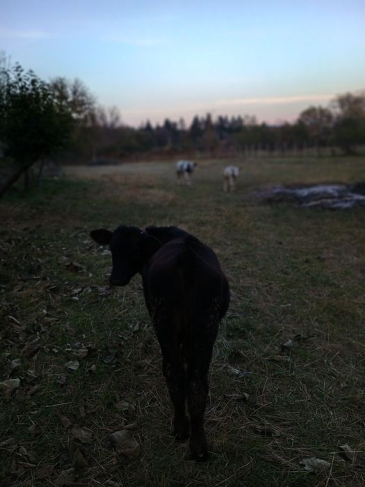 Tăuraș de vânzare