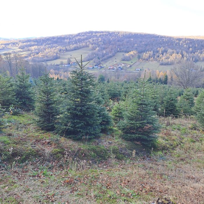 Vand Brazi de Craciun din plantatie propriee