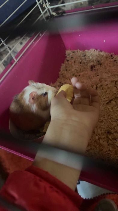 Vând porcușor de guineea